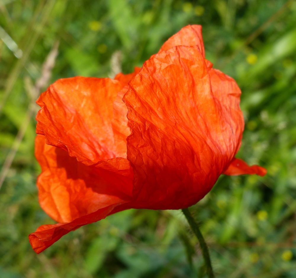 Mohn