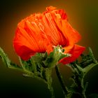 Mohn