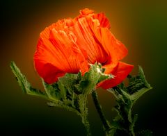 Mohn