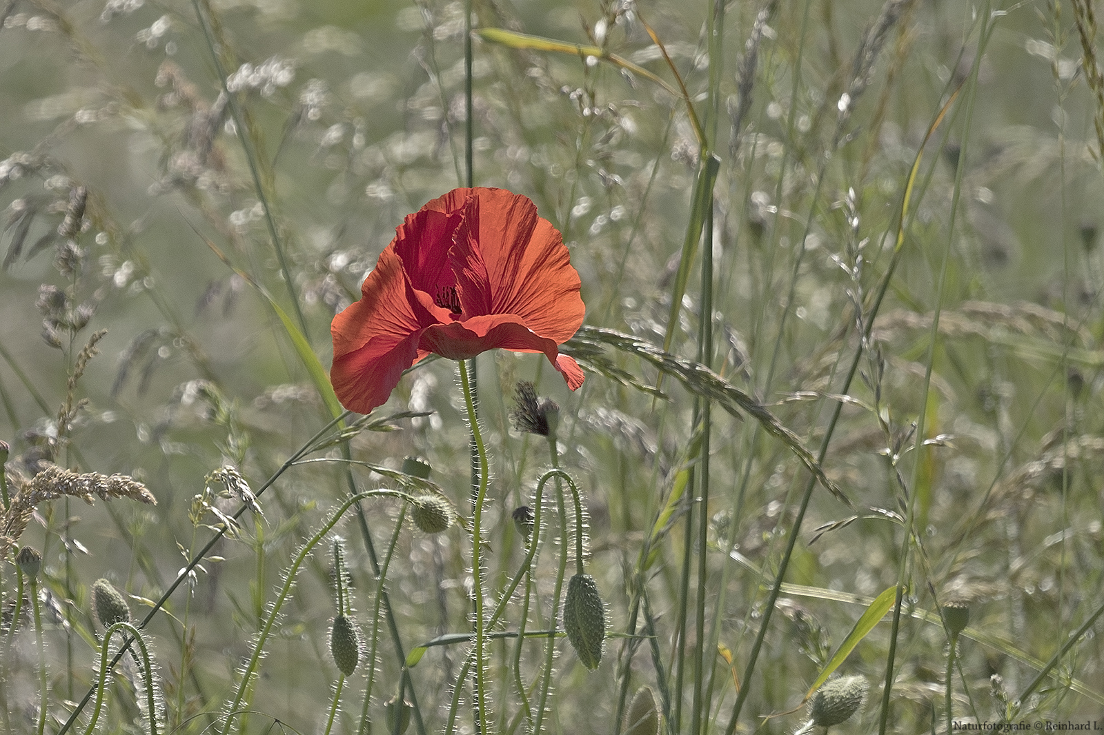  Mohn