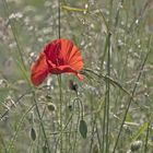  Mohn