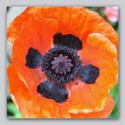 Mohn