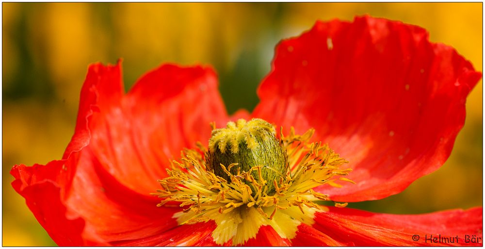 Mohn