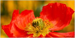 Mohn