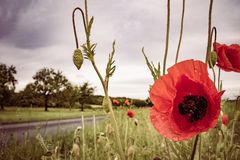 Mohn