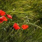 Mohn 2