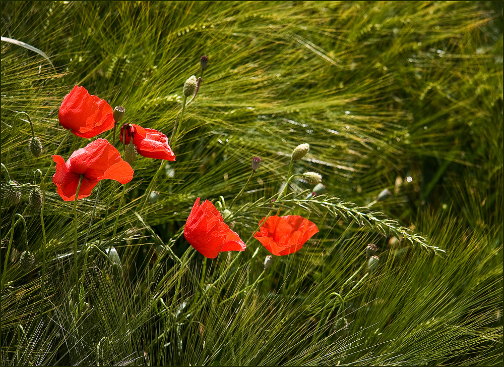 Mohn 2