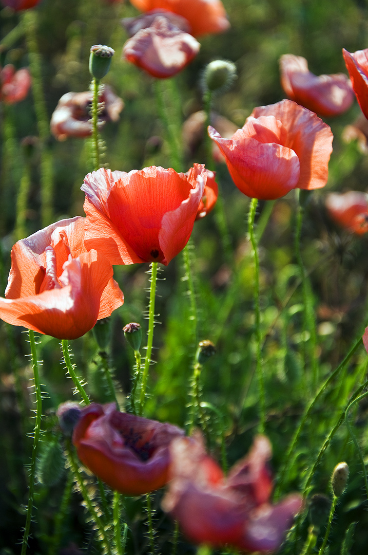 ,Mohn 2.