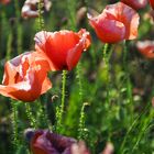 ,Mohn 2.