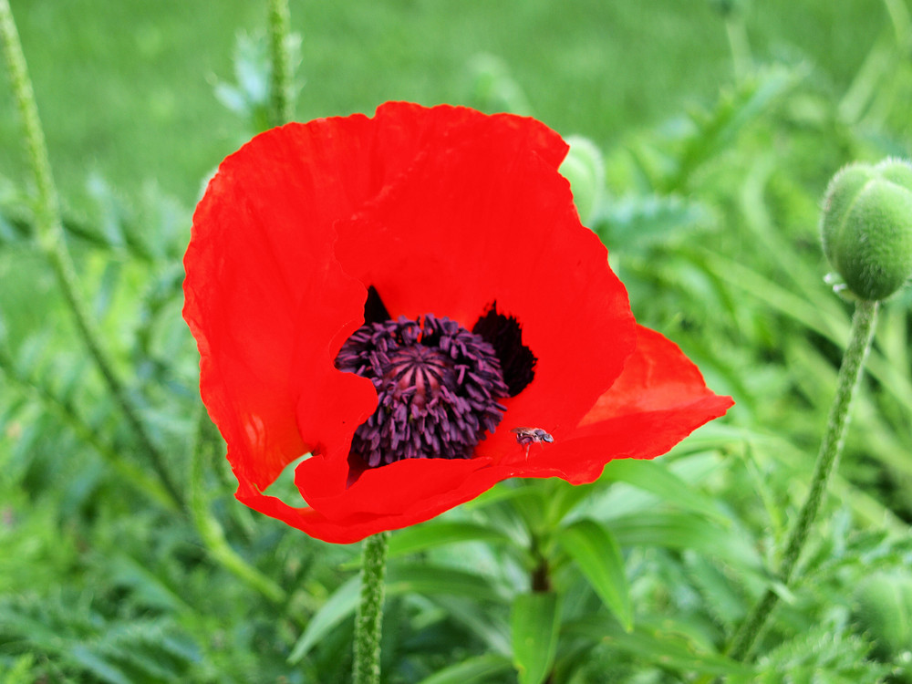 Mohn 2