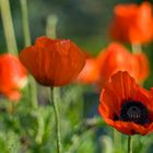 mohn 2