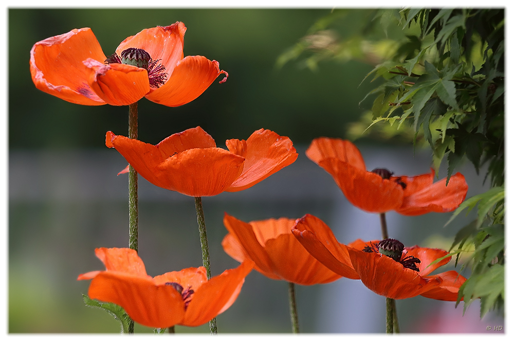 Mohn - 2 -