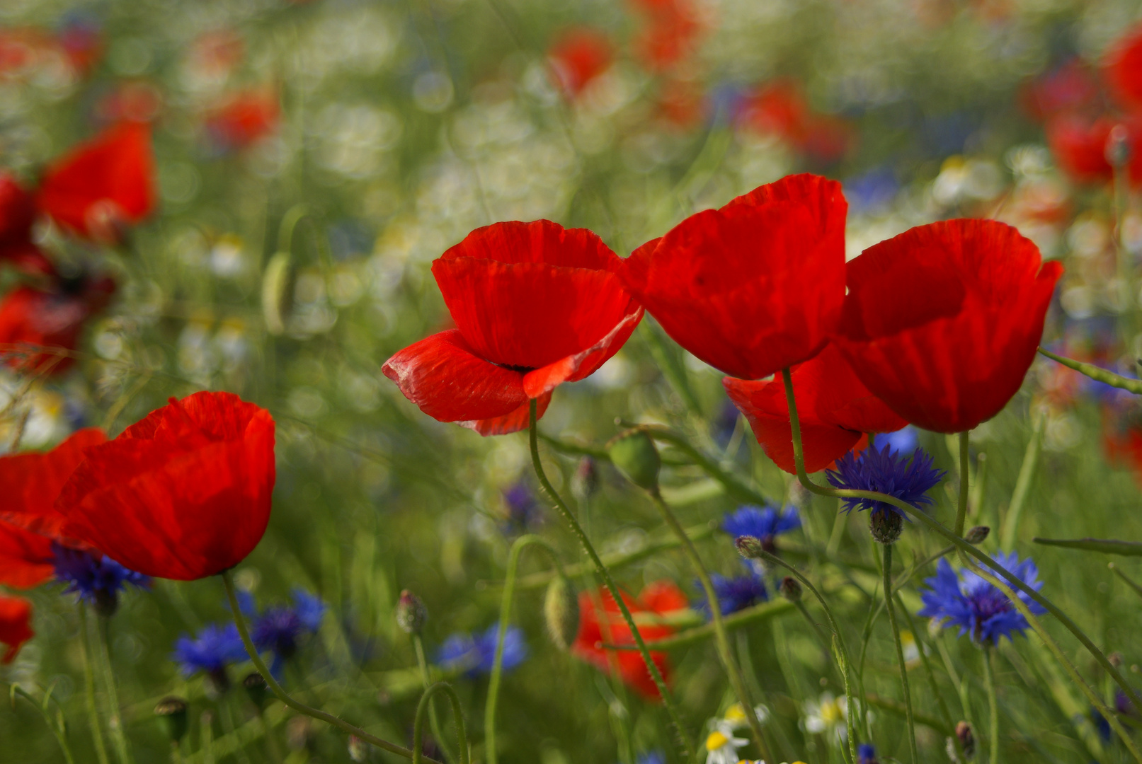 Mohn 2