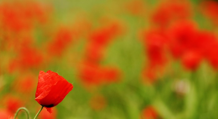 Mohn 2