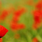 Mohn 2