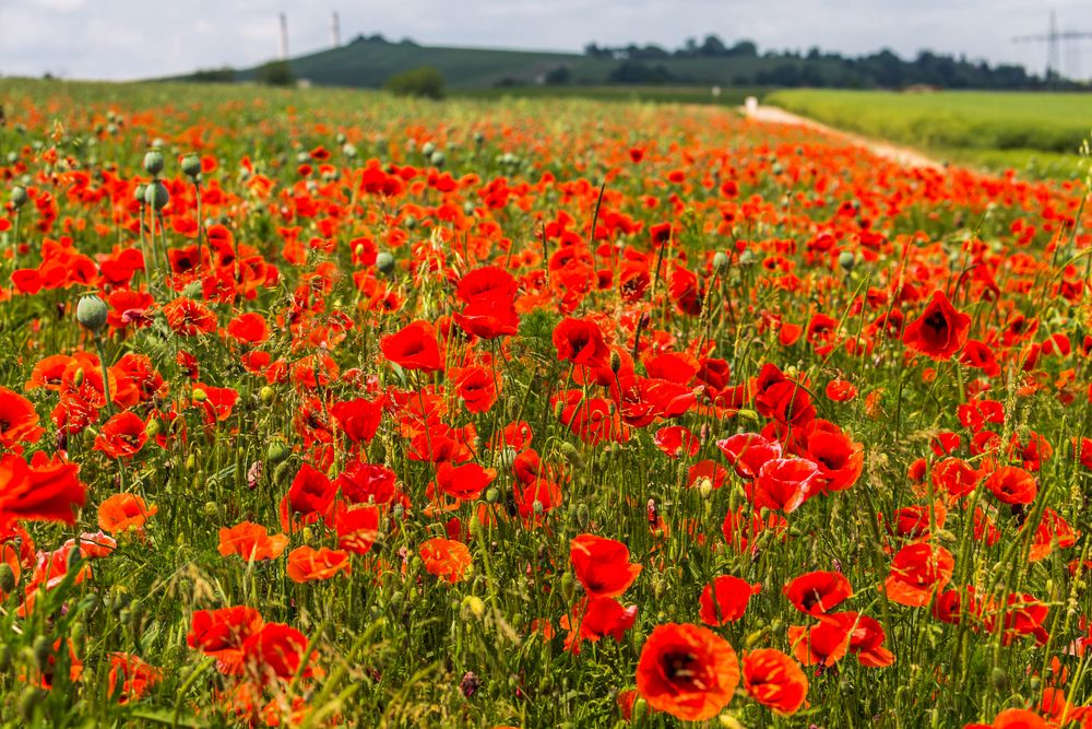 Mohn #2