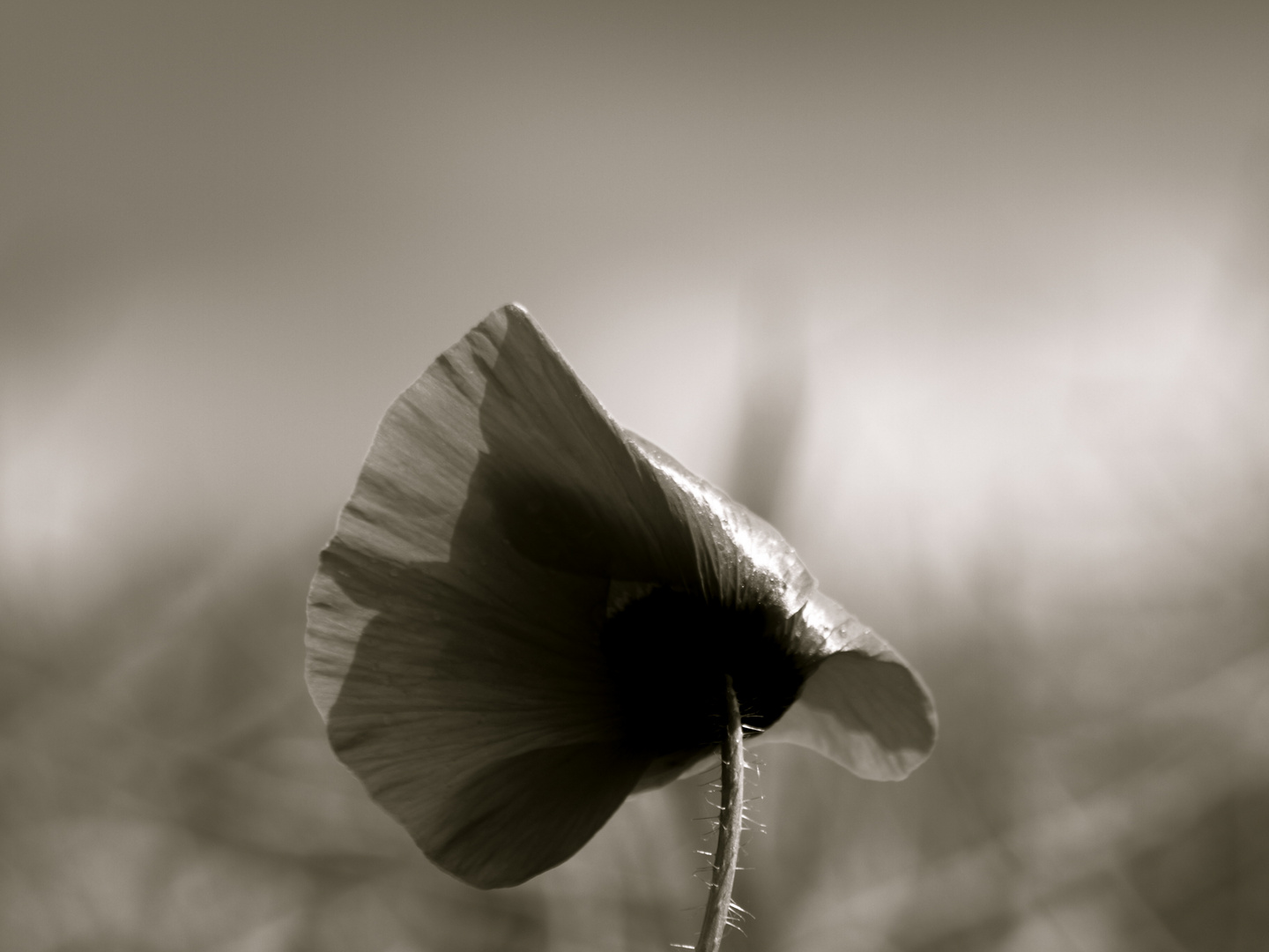 mohn 2