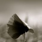 mohn 2