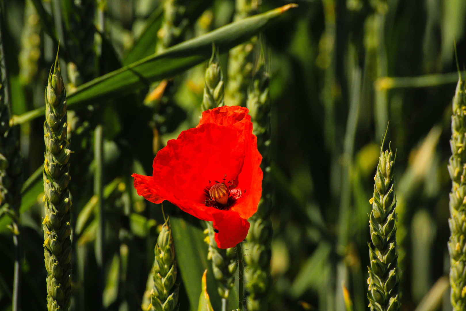 Mohn (2)