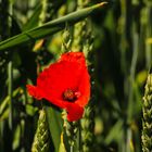 Mohn (2)