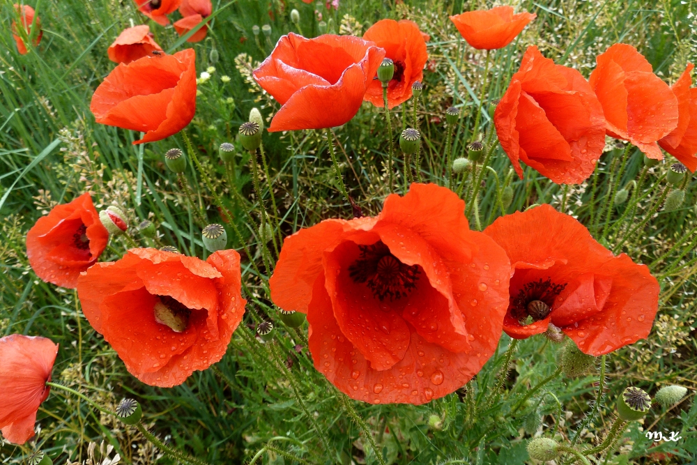 Mohn-2