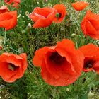 Mohn-2