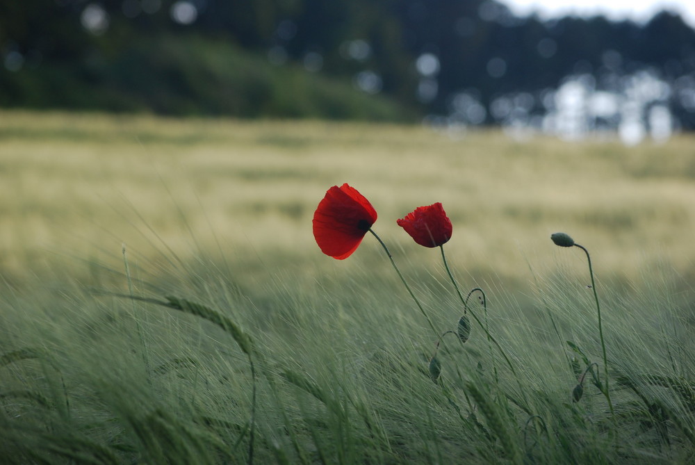 mohn 2