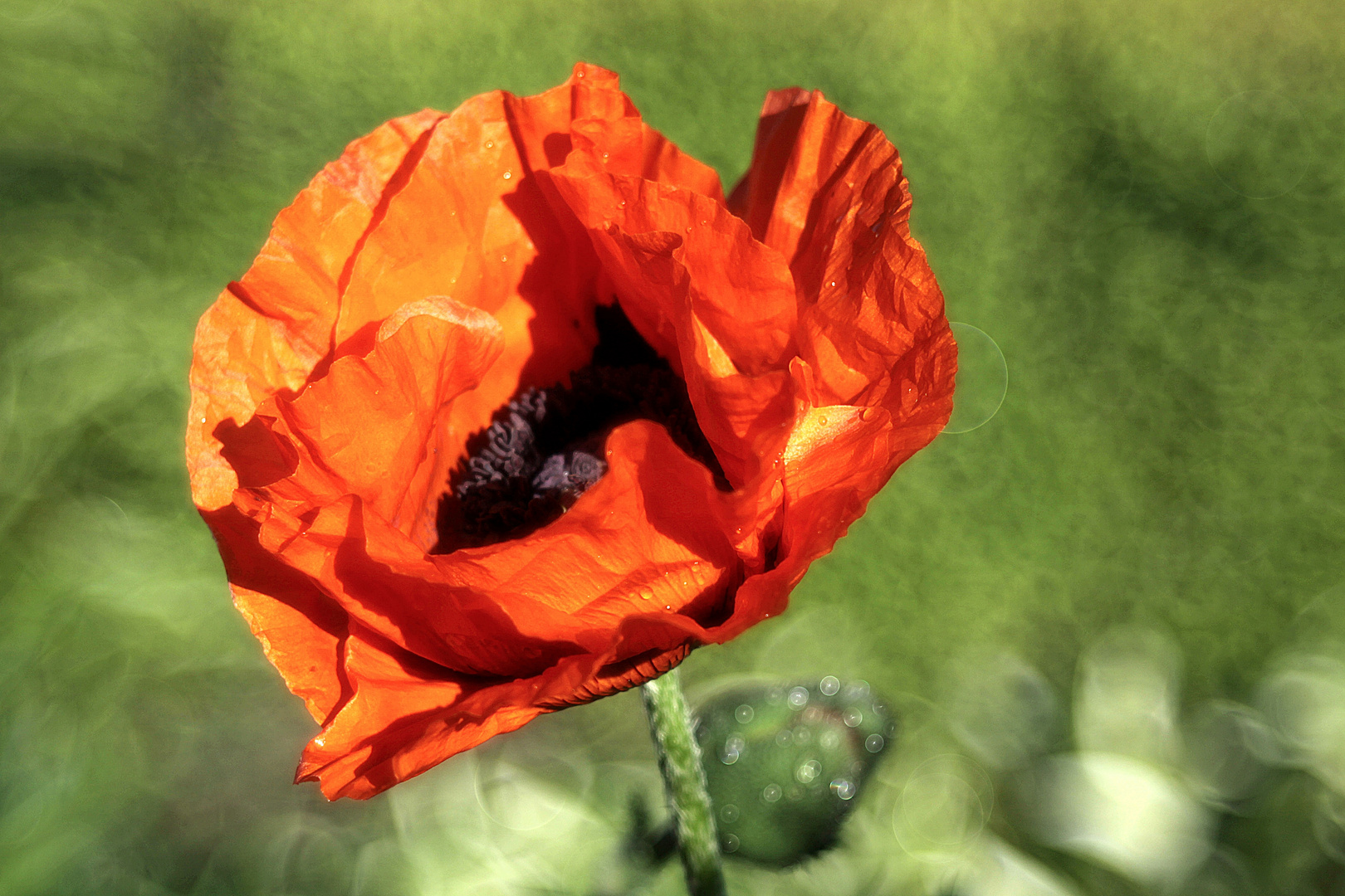 Mohn 2