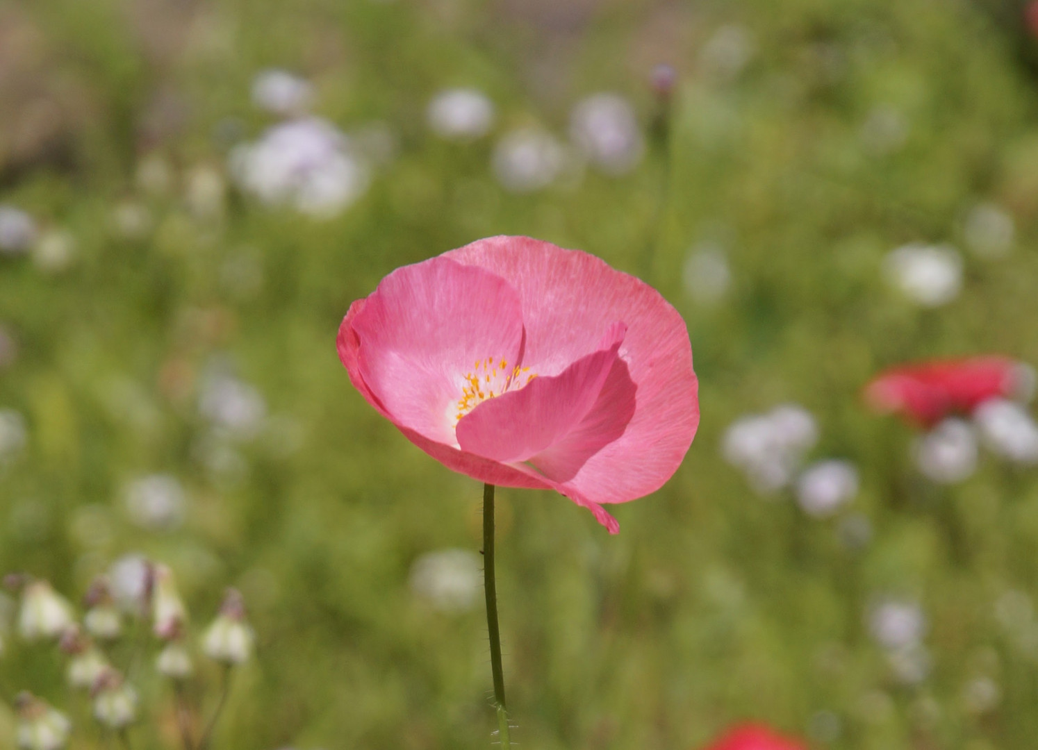 Mohn 2