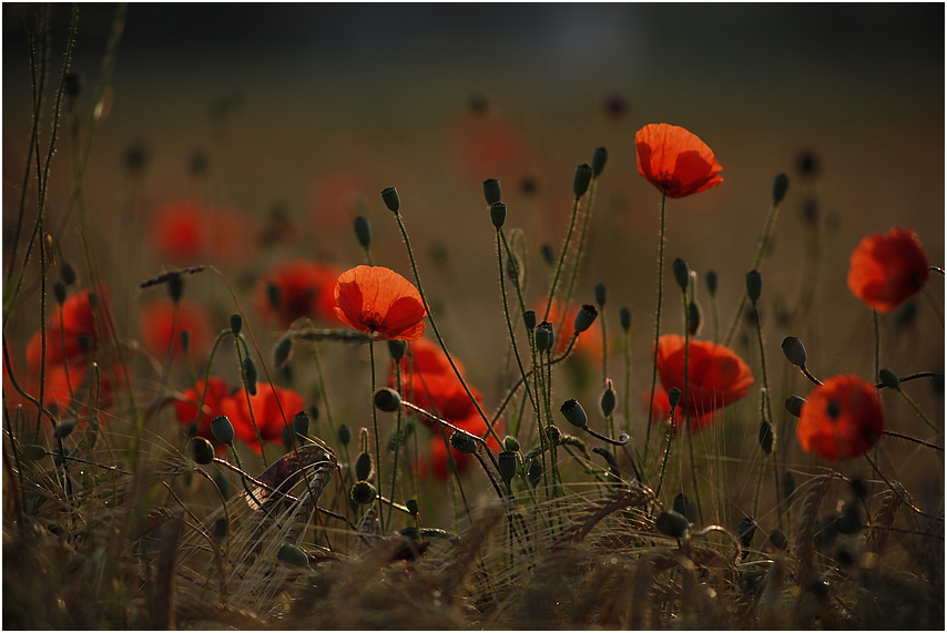 Mohn 2