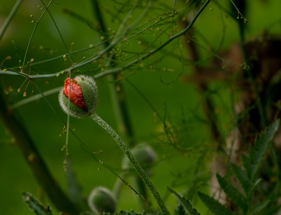 Mohn 2