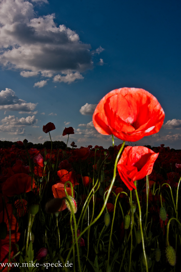 Mohn 2