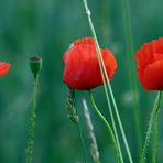 "Mohn 2"