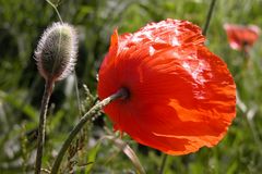 Mohn 2