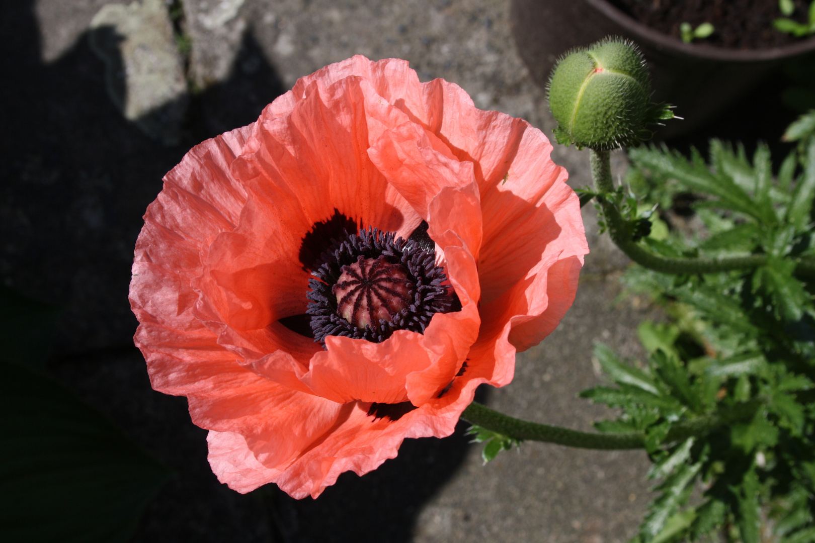 Mohn 2