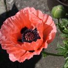 Mohn 2