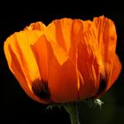 Mohn 2