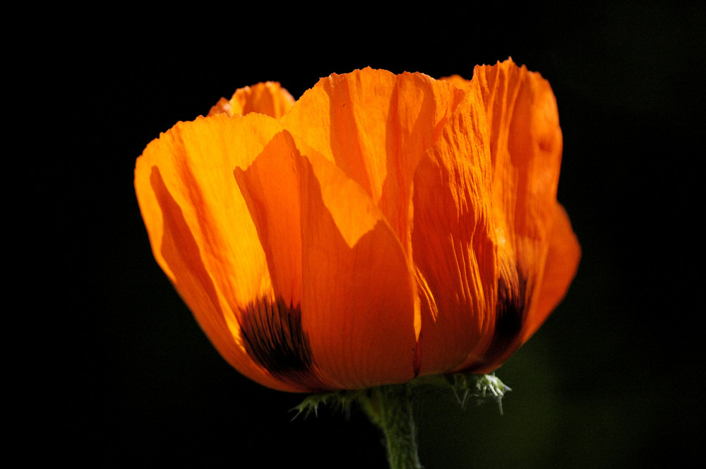 Mohn 2