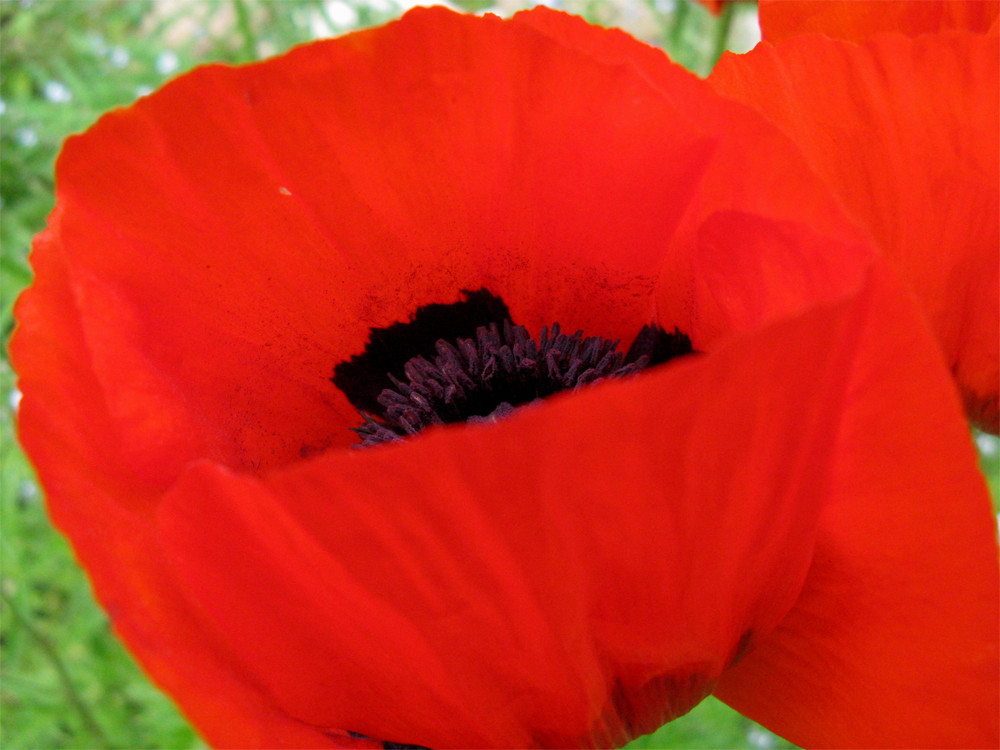 Mohn 2