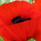 Mohn 2