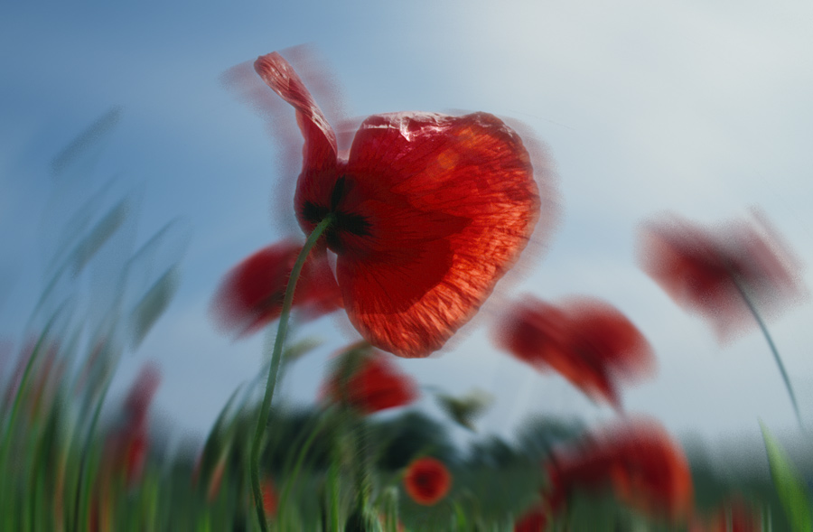 Mohn 2