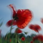 Mohn 2