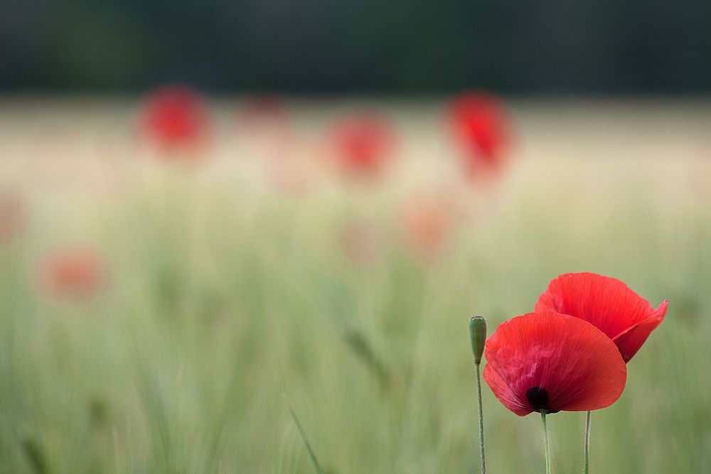 Mohn 2