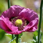 Mohn (2)