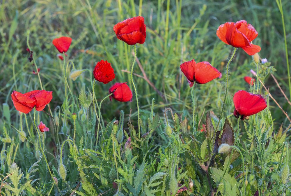 Mohn 2