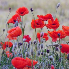 mohn 2