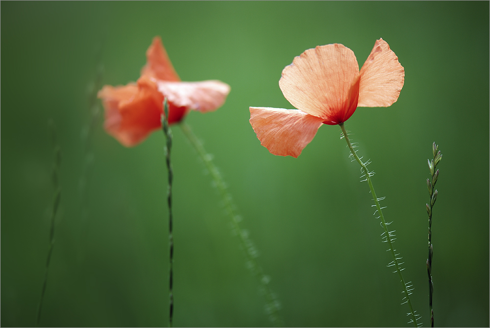 Mohn [2]