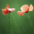 Mohn [2]