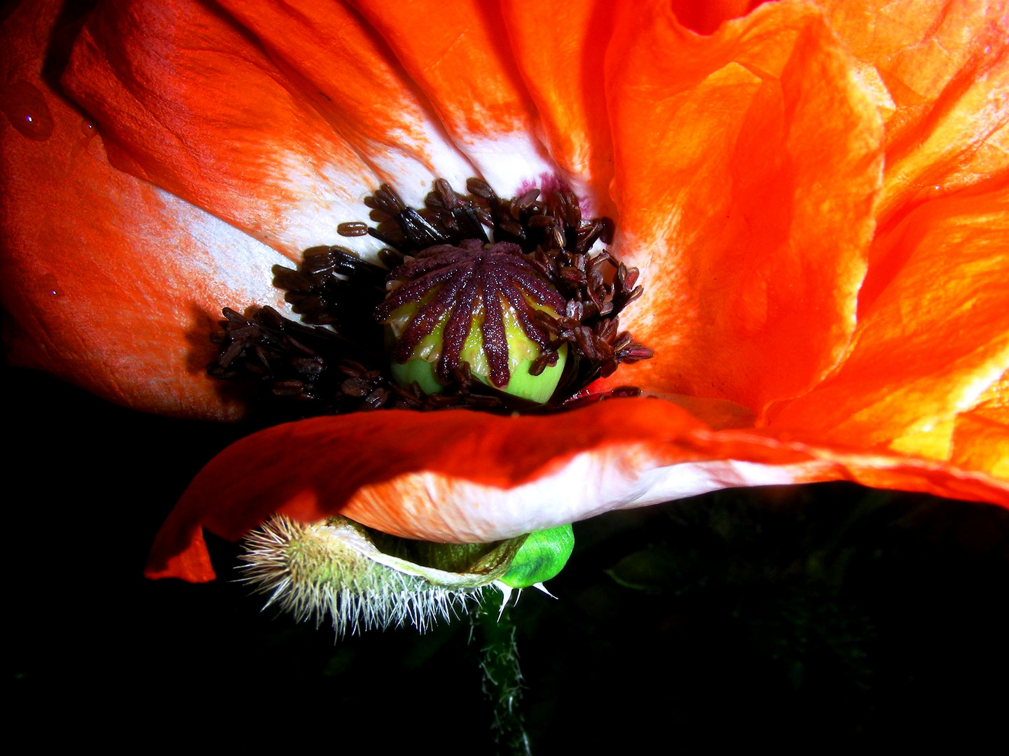 Mohn 2