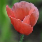 Mohn (2)